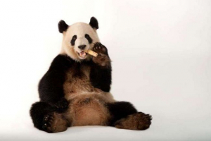 A big panda már nem egy kihalás